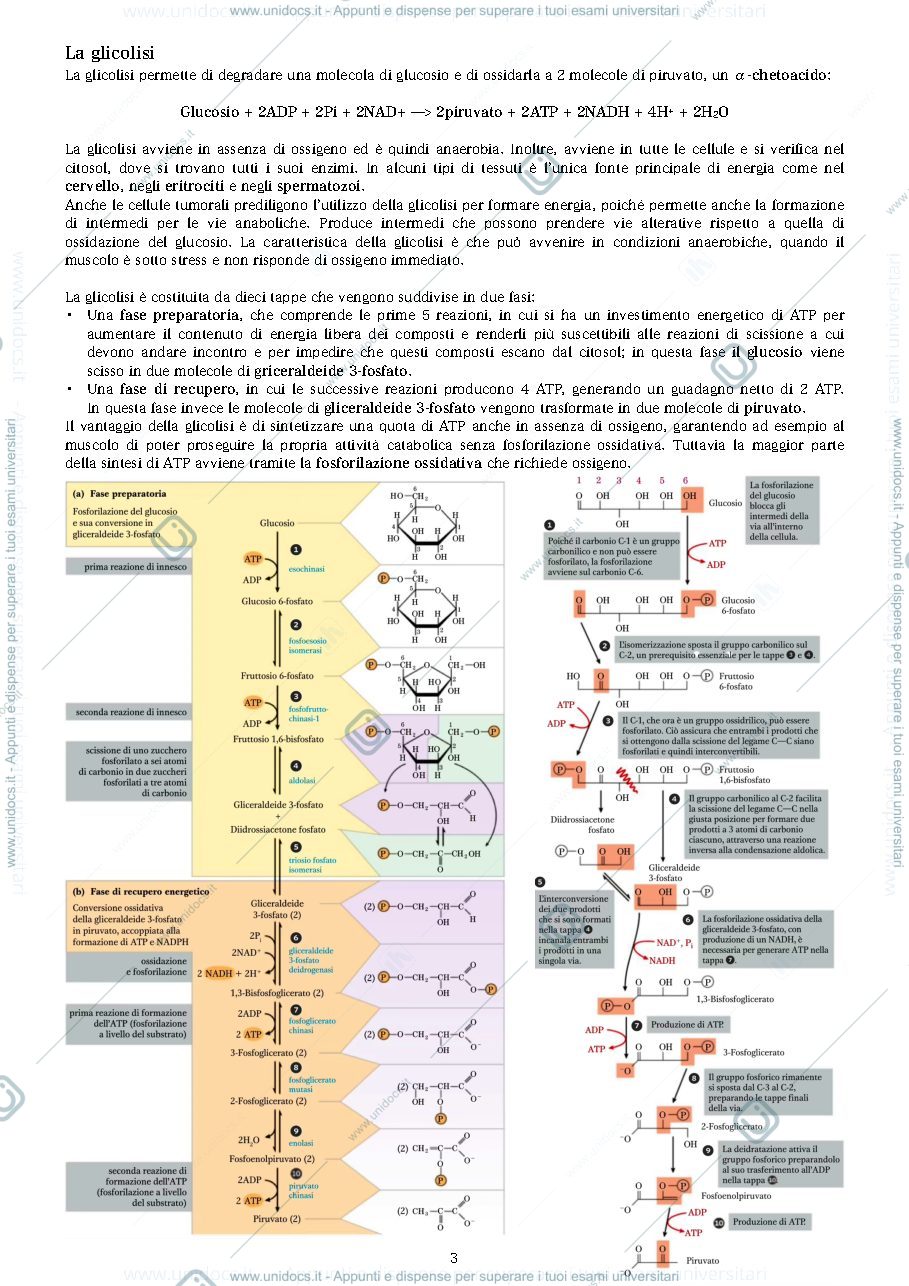 Anteprima pagina 3 — la glicolisi 