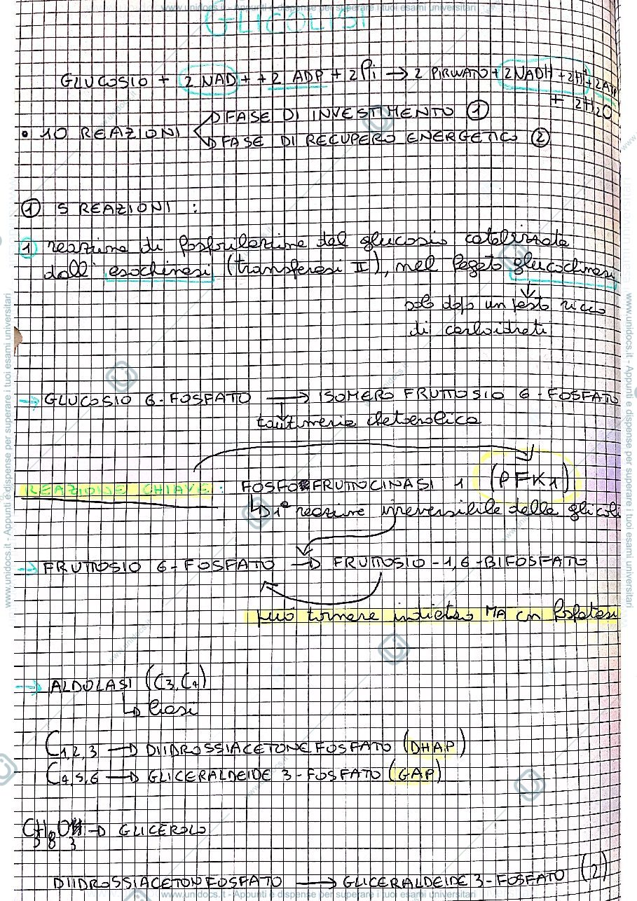 Anteprima pagina 1 — Glicolisi