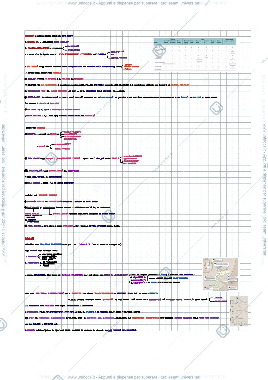 Anteprima pagina 1 — Regolazione del metabolismo
