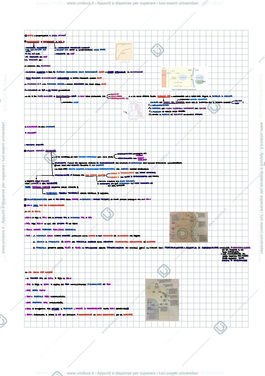Anteprima pagina 2 — Regolazione del metabolismo
