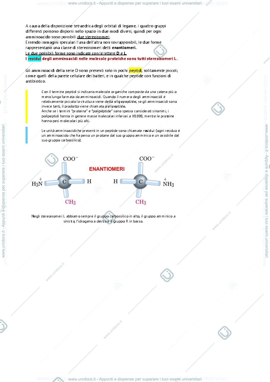 Anteprima pagina 2 — Amminoacidi