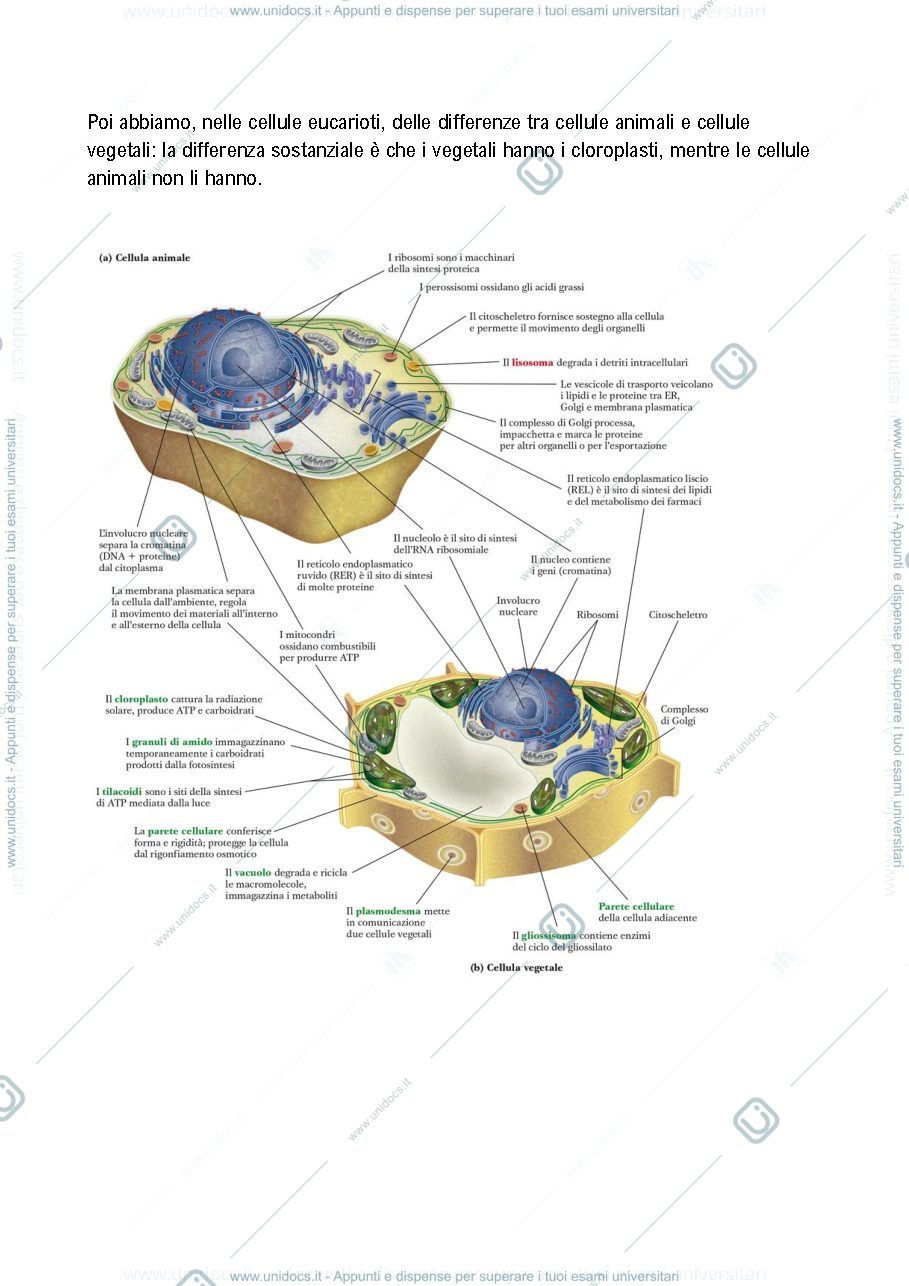 Anteprima pagina 2 — Lezioni BIOCHIMICA Trevisan, 1/3 delle lezioni
