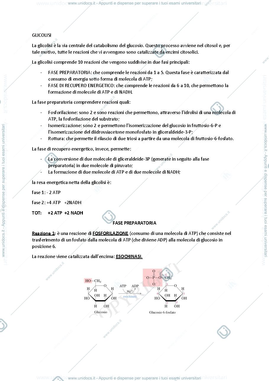Anteprima pagina 2 — glicolisi, glicogenosintesi