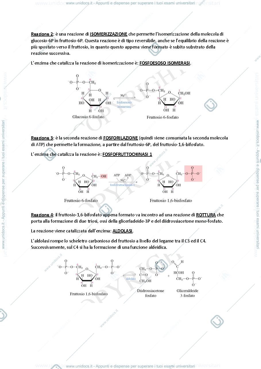 Anteprima pagina 3 — glicolisi, glicogenosintesi