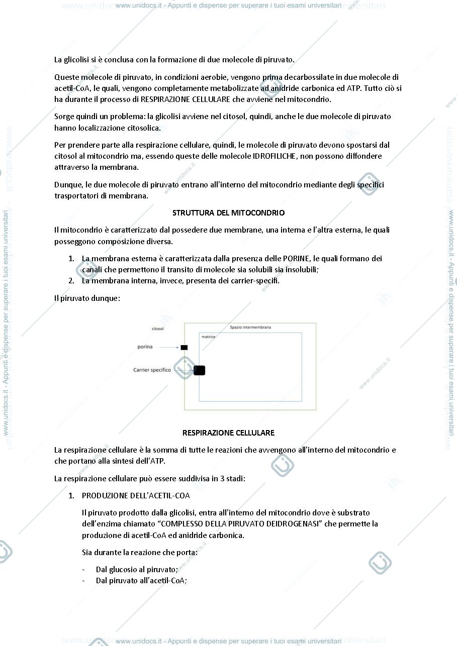 Anteprima pagina 2 — Ciclo di Crebs