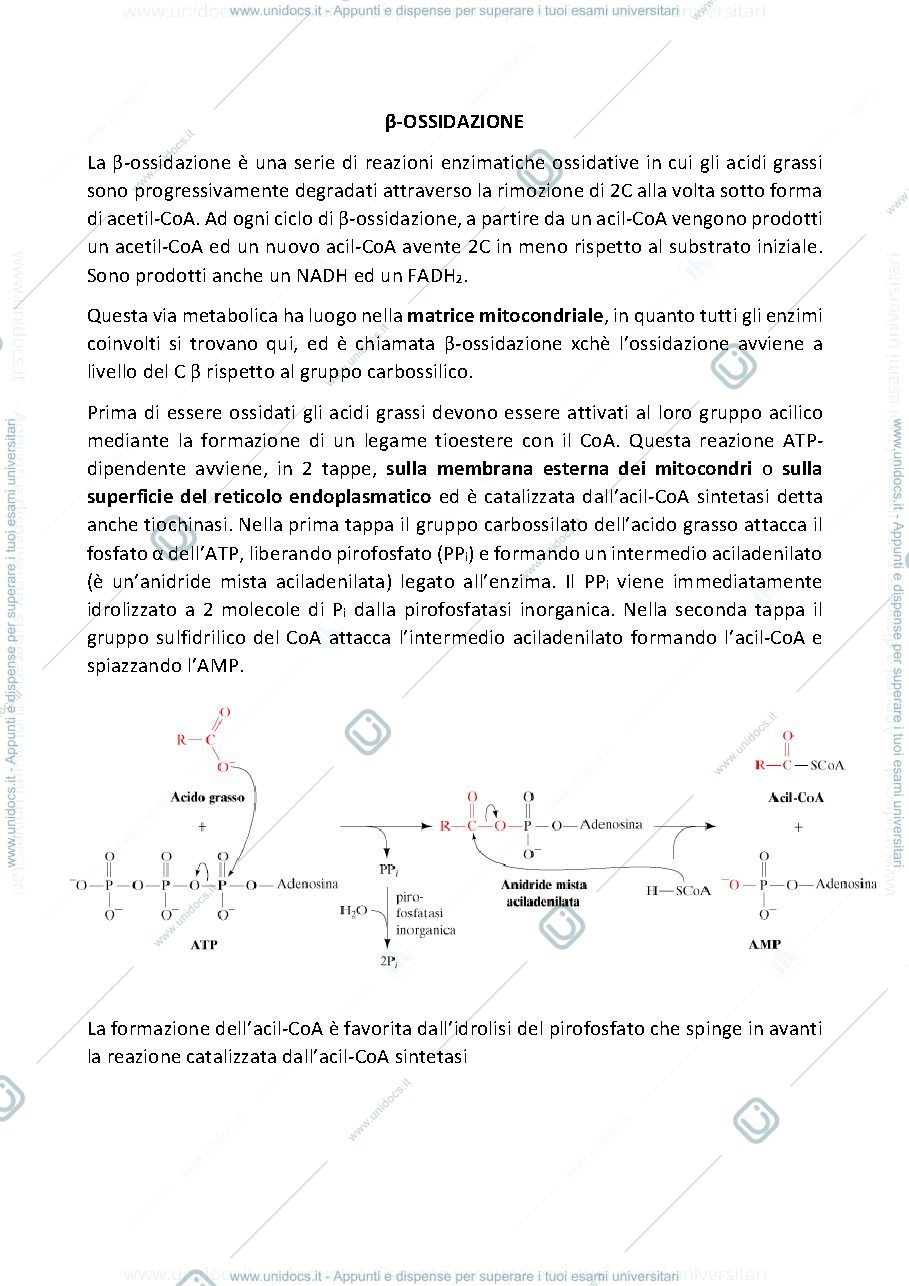 Anteprima pagina 1 — beta ossidazione