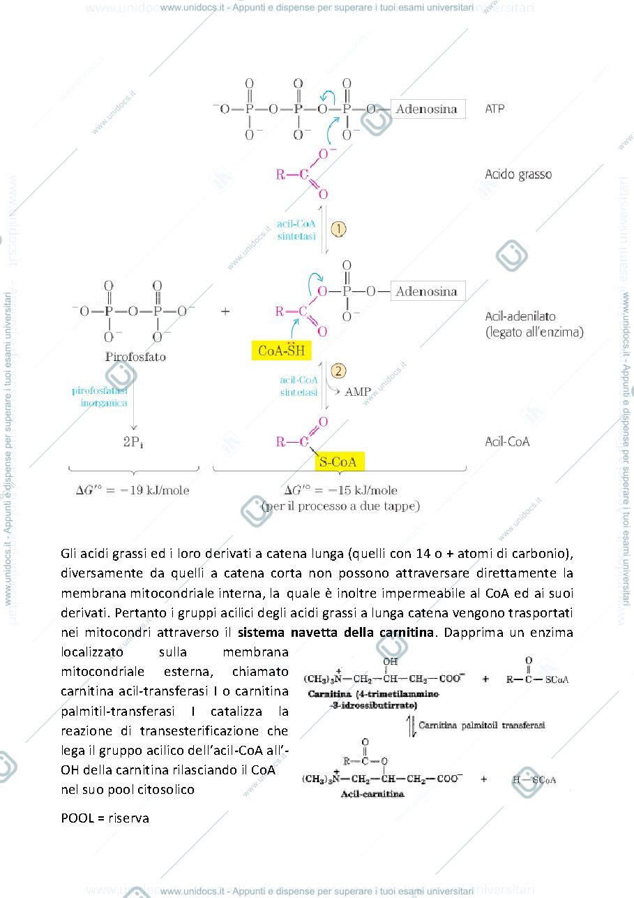 Anteprima pagina 2 — beta ossidazione