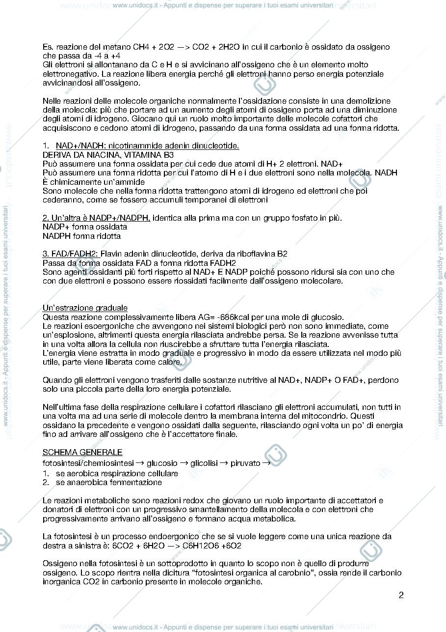 Anteprima pagina 2 — Biochimica 