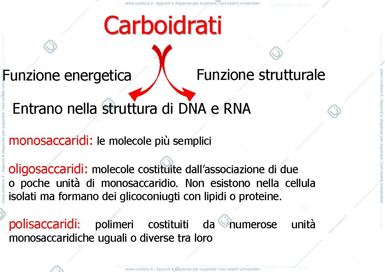 Anteprima pagina 2 — metabolismo dei carboidrati