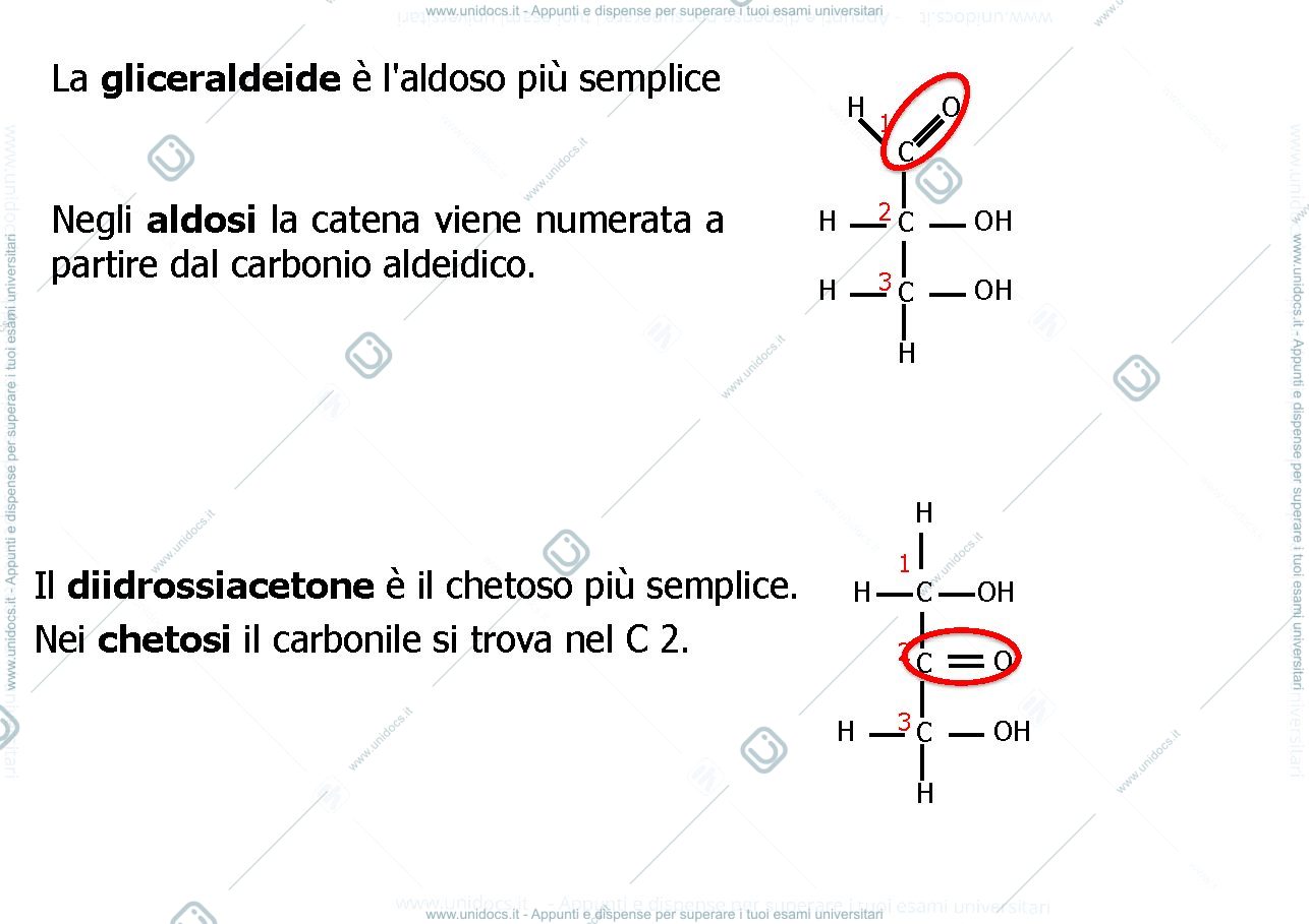 Anteprima pagina 5 — metabolismo dei carboidrati