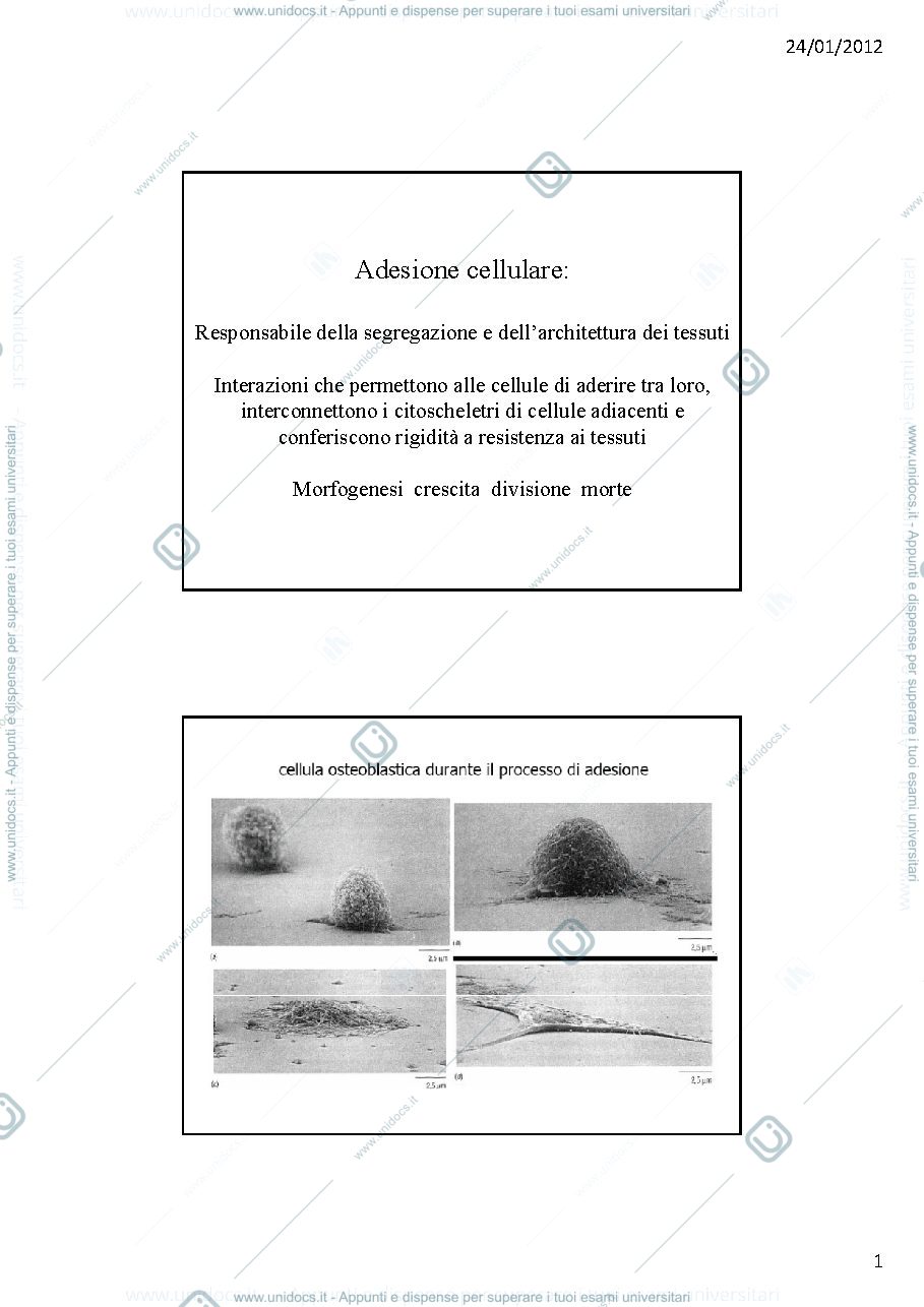 Anteprima pagina 1 — adesione tra cellule