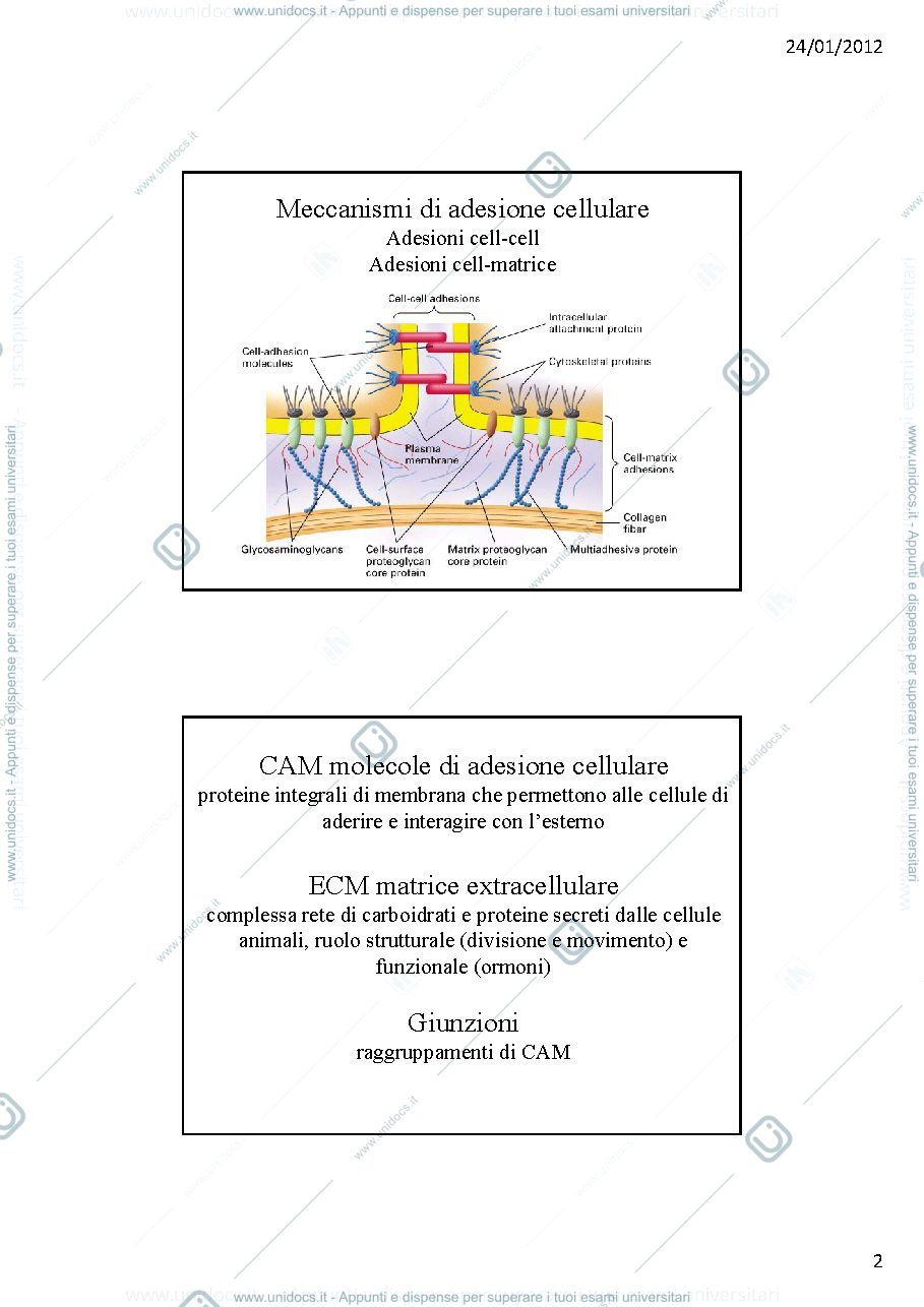 Anteprima pagina 2 — adesione tra cellule