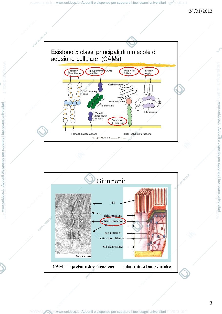 Anteprima pagina 3 — adesione tra cellule