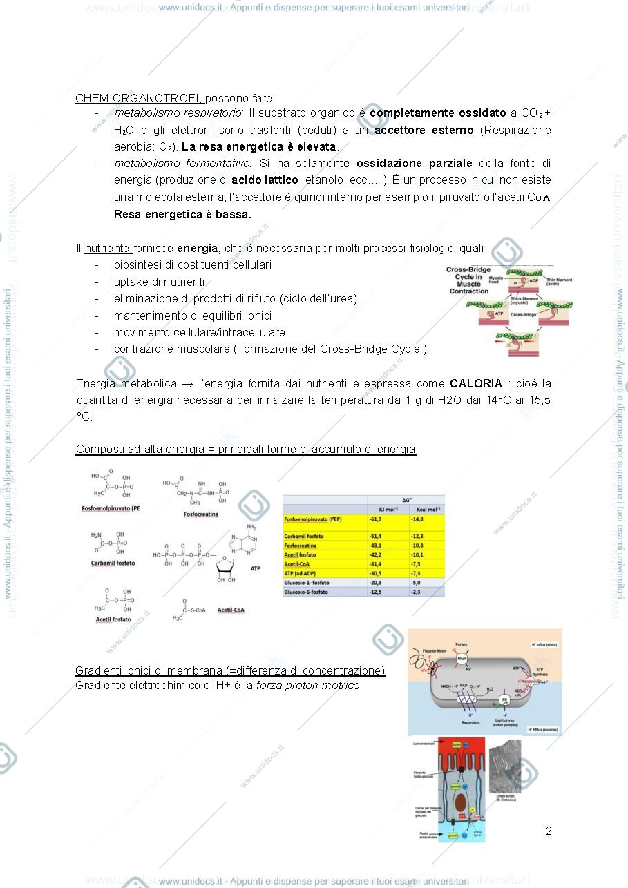 Anteprima pagina 2 — Biochimica degli alimenti 