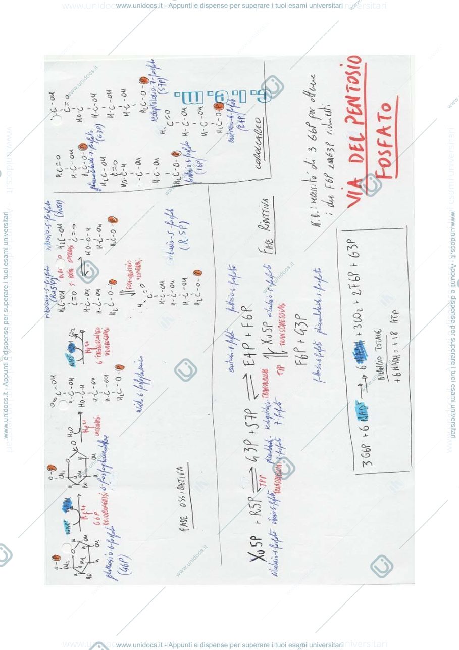 Anteprima pagina 1 — FLASHCARD CICLI BIOCHIMICI