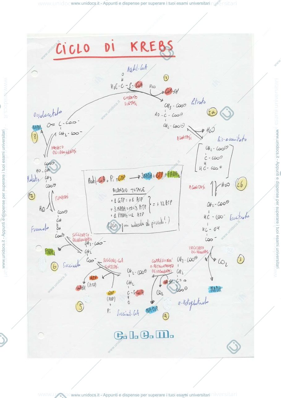 Anteprima pagina 2 — FLASHCARD CICLI BIOCHIMICI