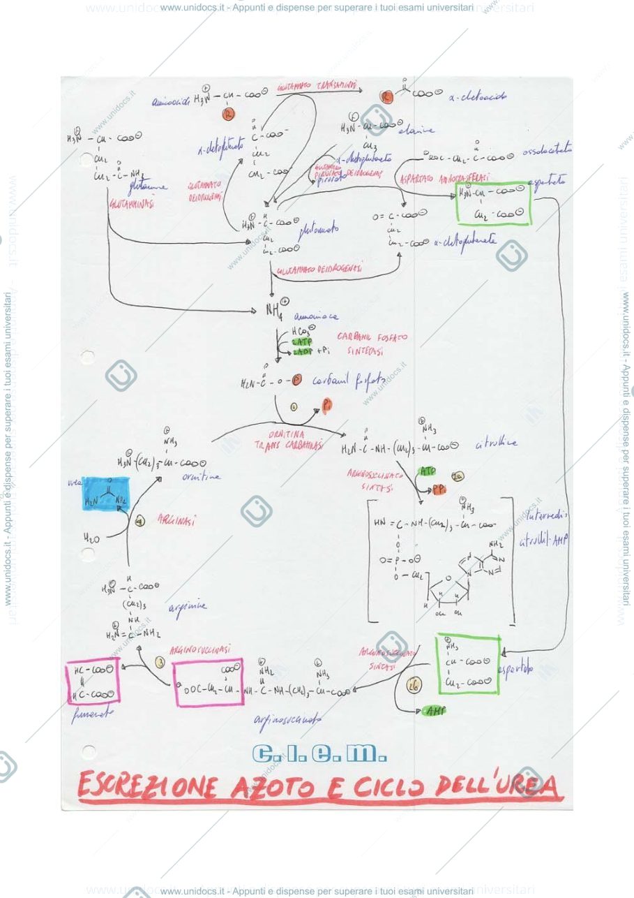 Anteprima pagina 3 — FLASHCARD CICLI BIOCHIMICI