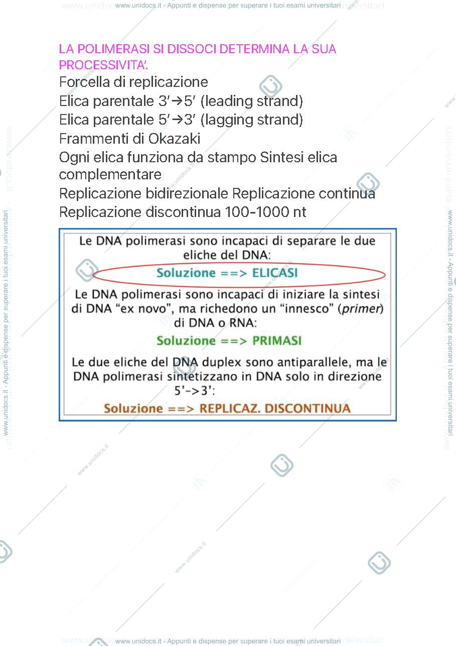 Anteprima pagina 3 — Replicazione del DNA