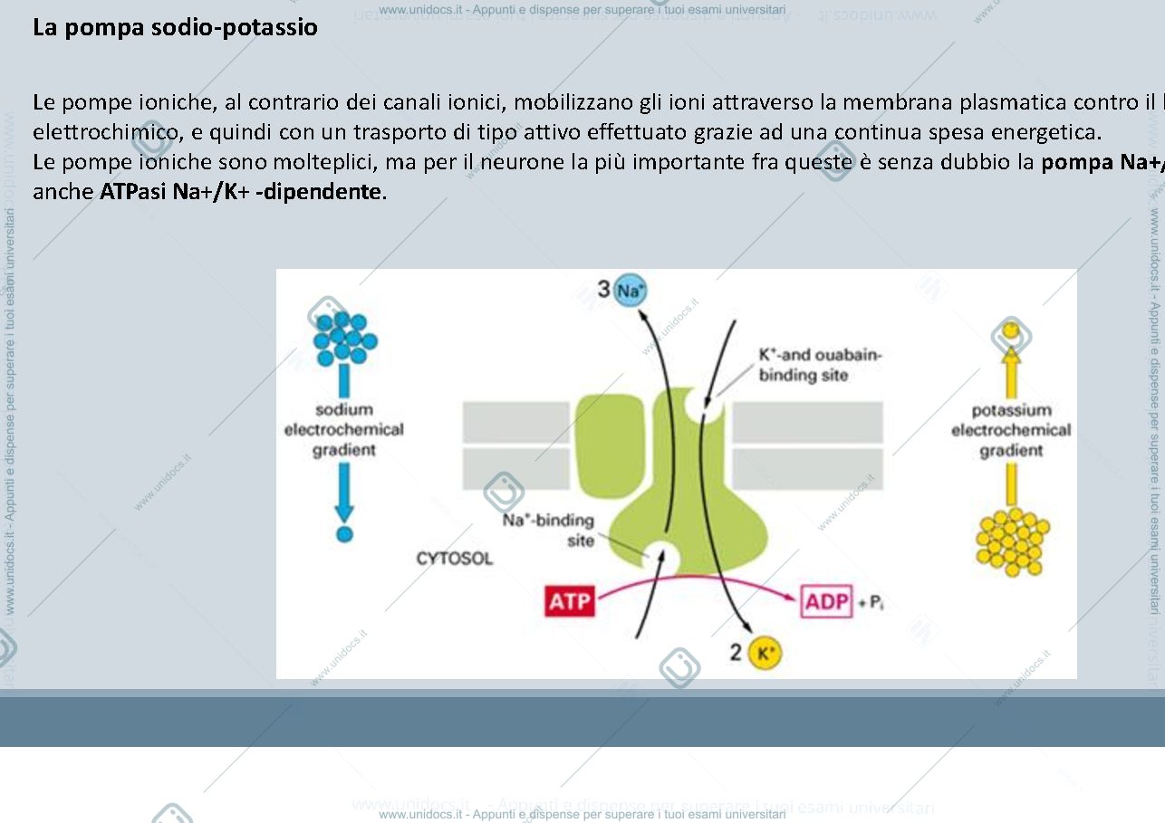 Anteprima pagina 2 — La pompa sodio potassio