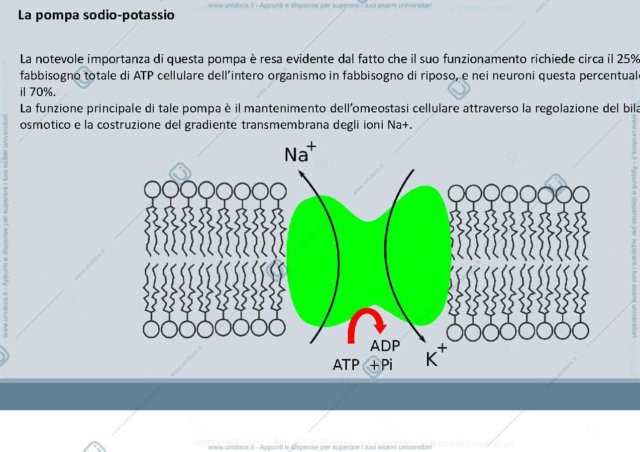 Anteprima pagina 3 — La pompa sodio potassio