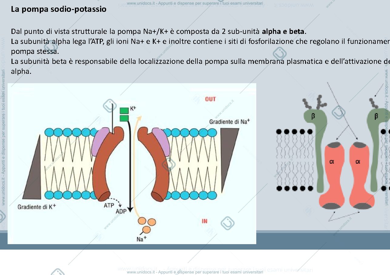 Anteprima pagina 4 — La pompa sodio potassio