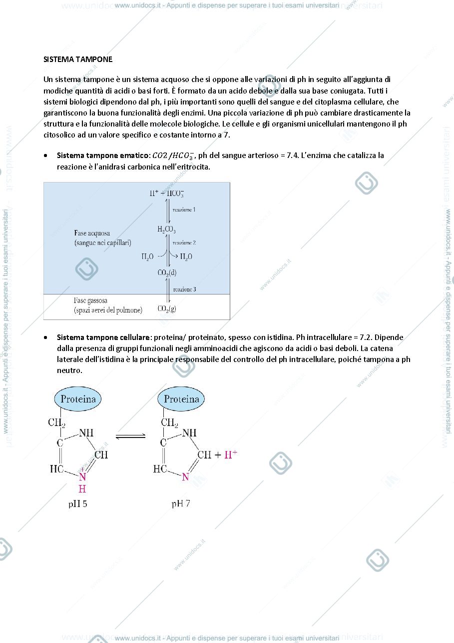 Anteprima pagina 4 — appunti biochimica