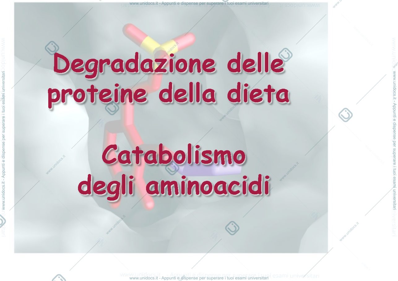 Anteprima pagina 1 — catabolismo delle proteine