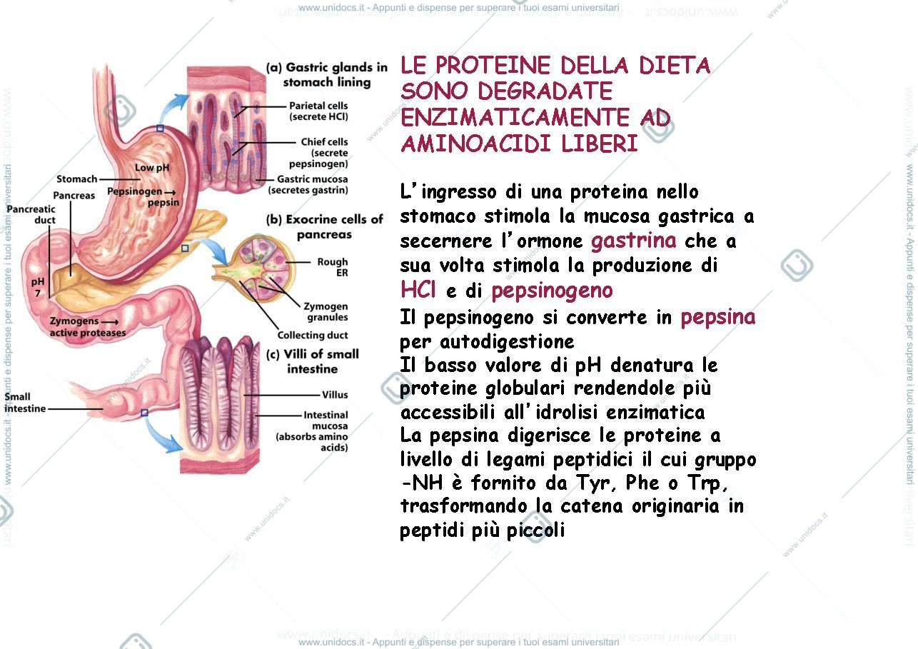 Anteprima pagina 2 — catabolismo delle proteine