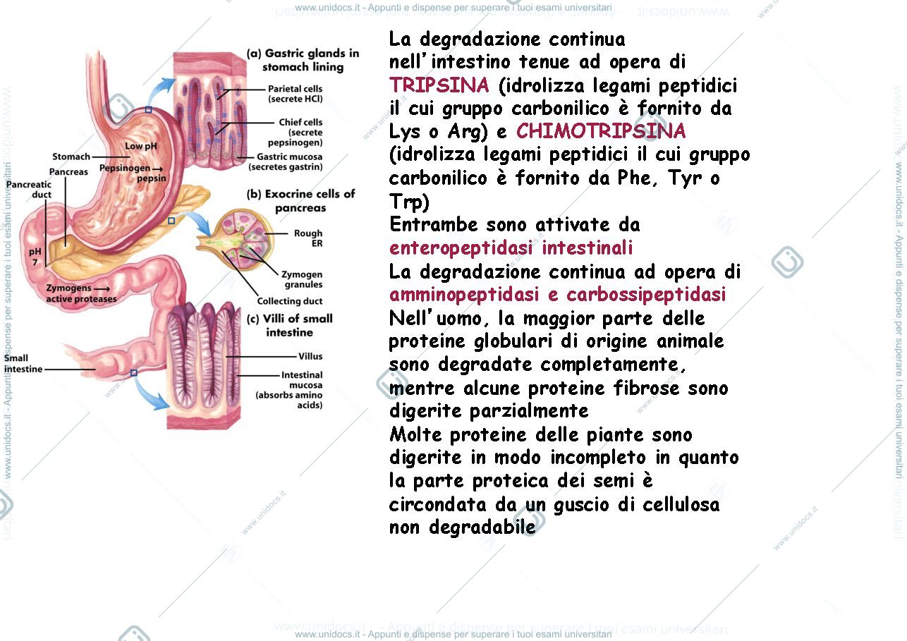 Anteprima pagina 3 — catabolismo delle proteine