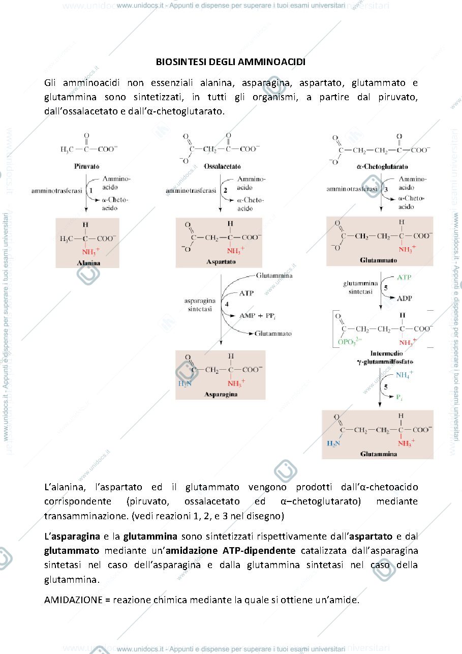 Anteprima pagina 1 — biosintesi degli amminoacidi