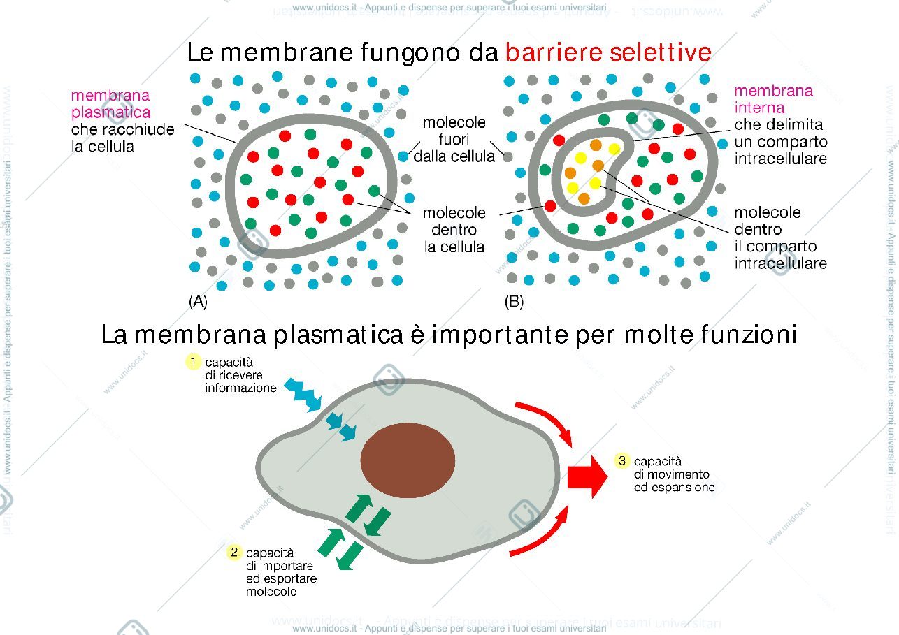 Anteprima pagina 2 — le proteine di membrana