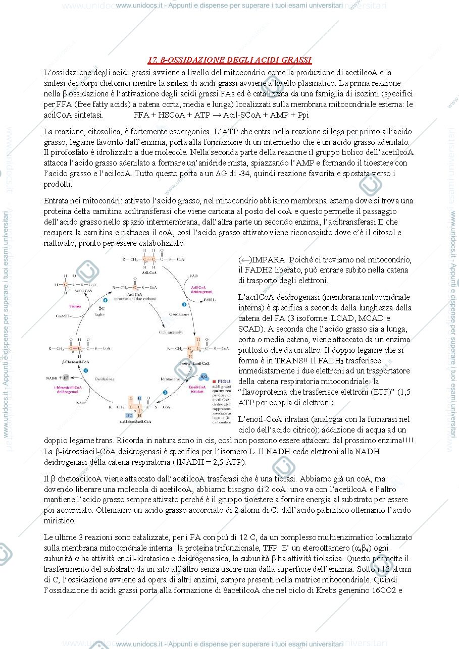 Anteprima pagina 1 — Appunti di biochimica