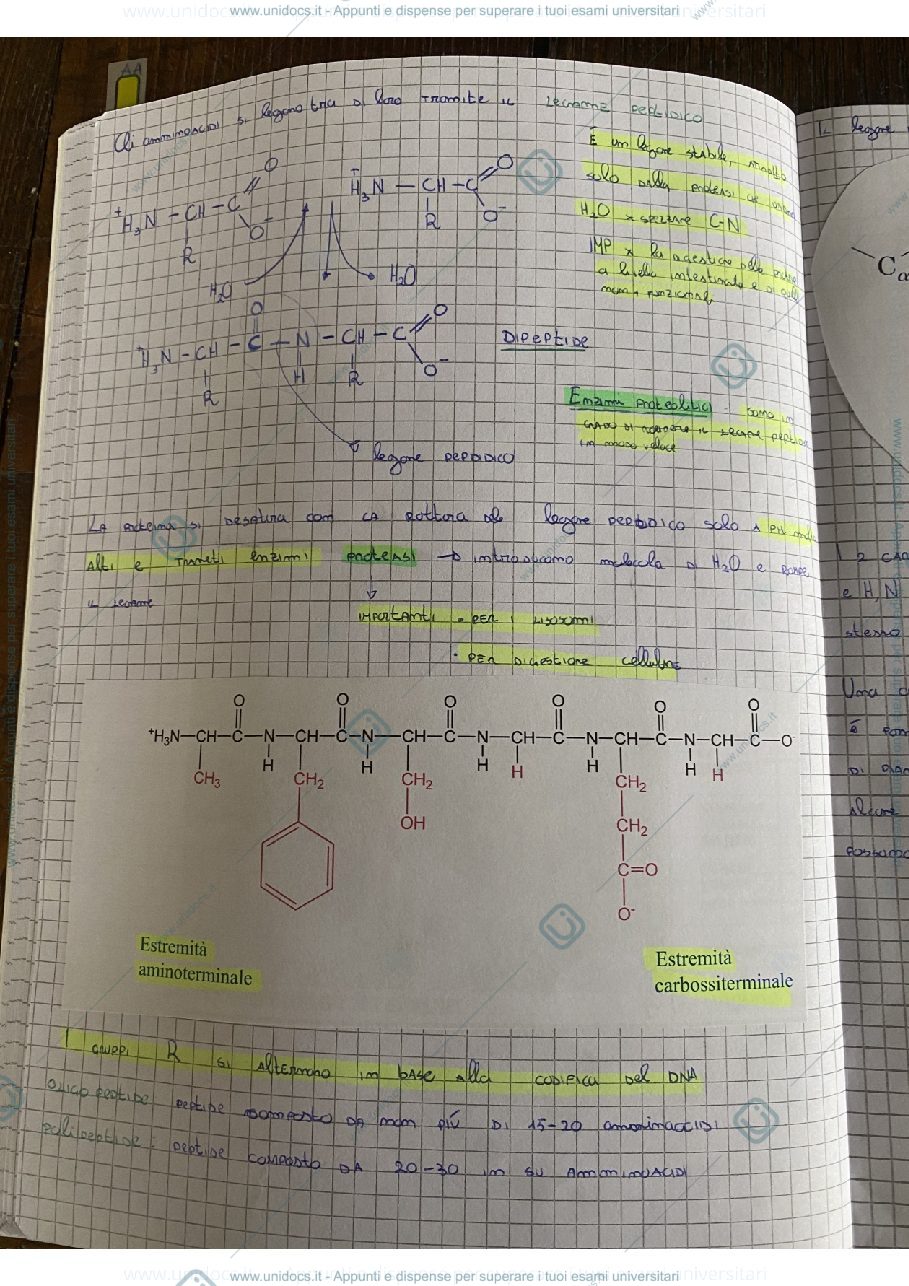 Anteprima pagina 4 — Appunti Biochimica 