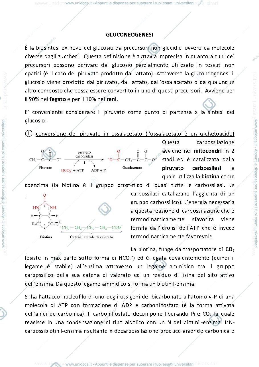 Anteprima pagina 1 — gluconeogenesi
