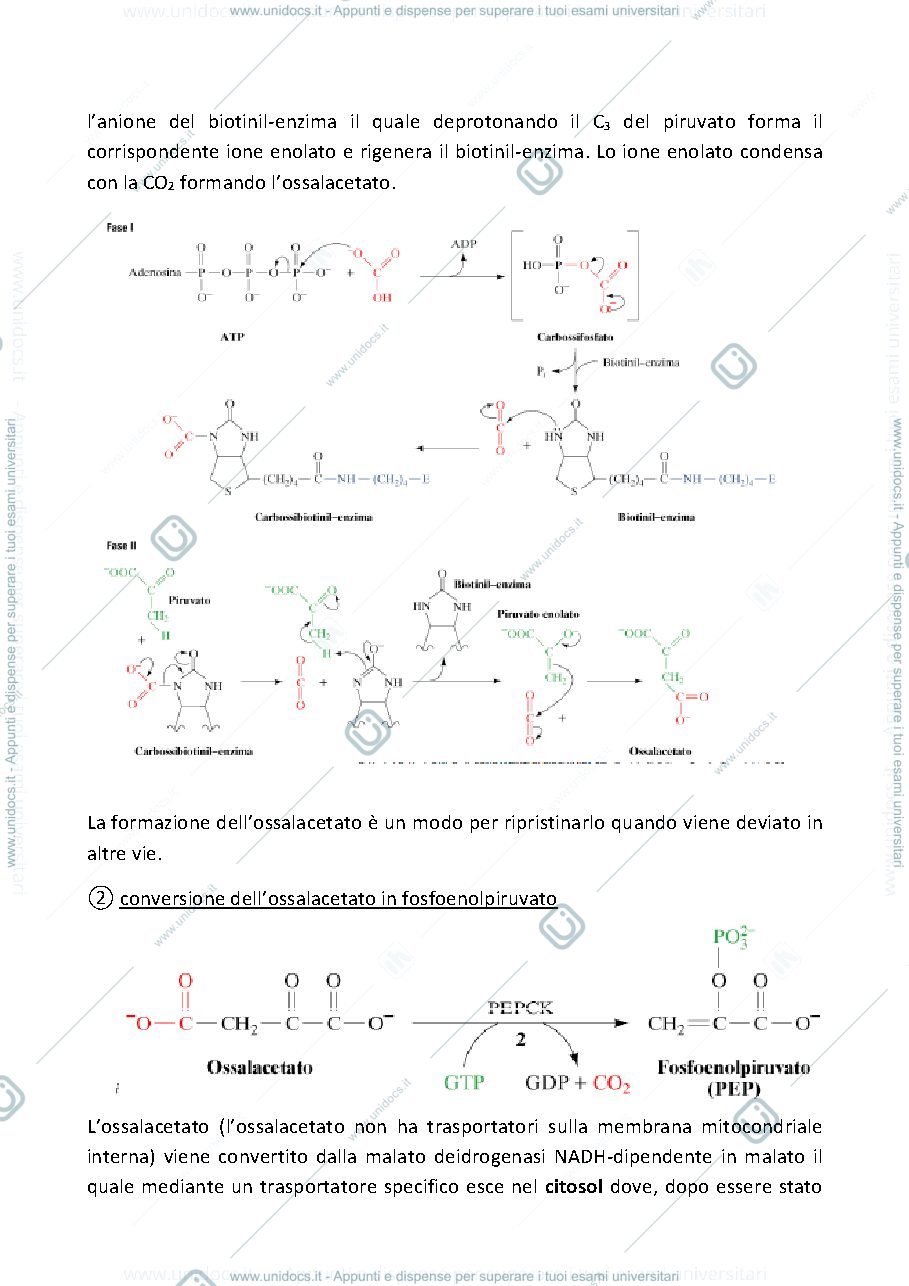 Anteprima pagina 2 — gluconeogenesi