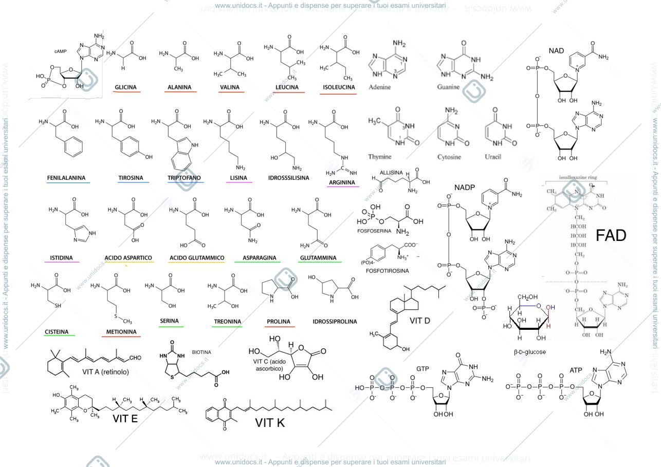 Anteprima pagina 1 — Schema formule biochimica