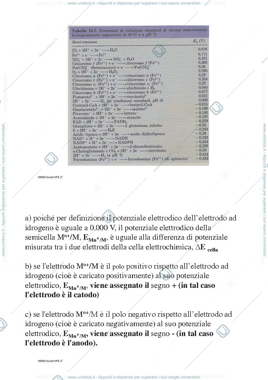 Anteprima pagina 3 — Catena respiratoria