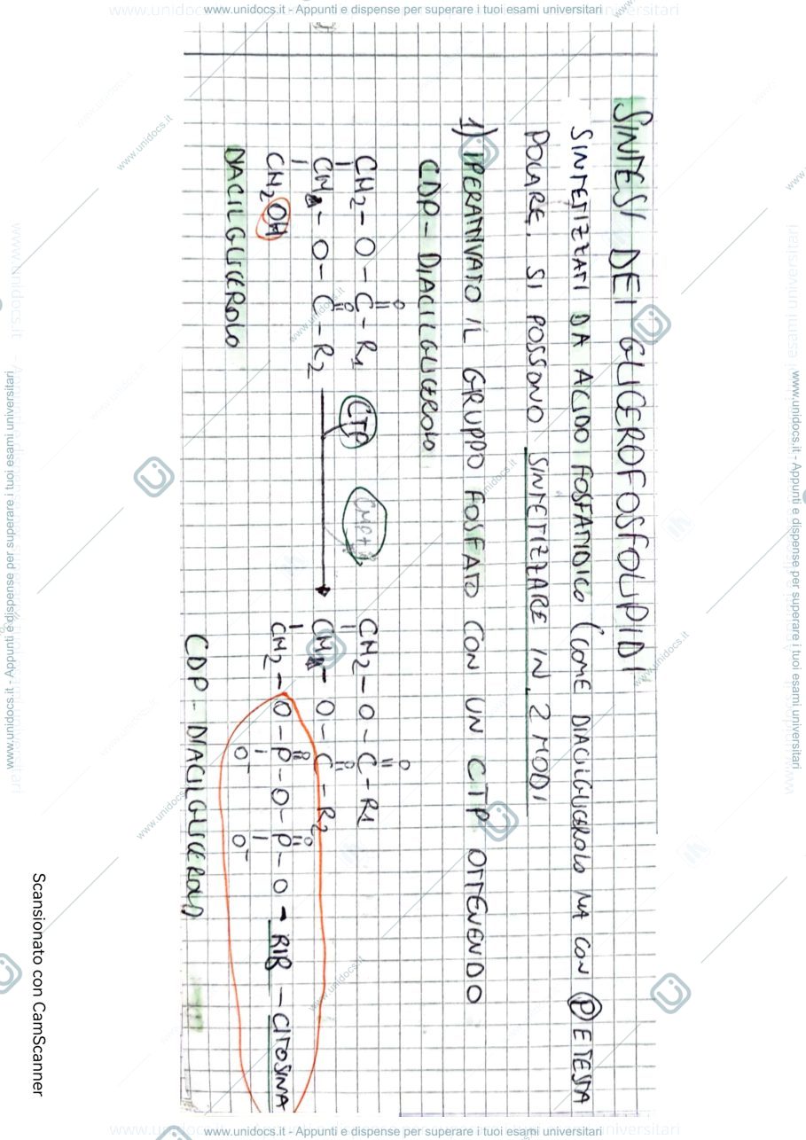 Anteprima pagina 1 — Sintesi glicerofosfolipidi