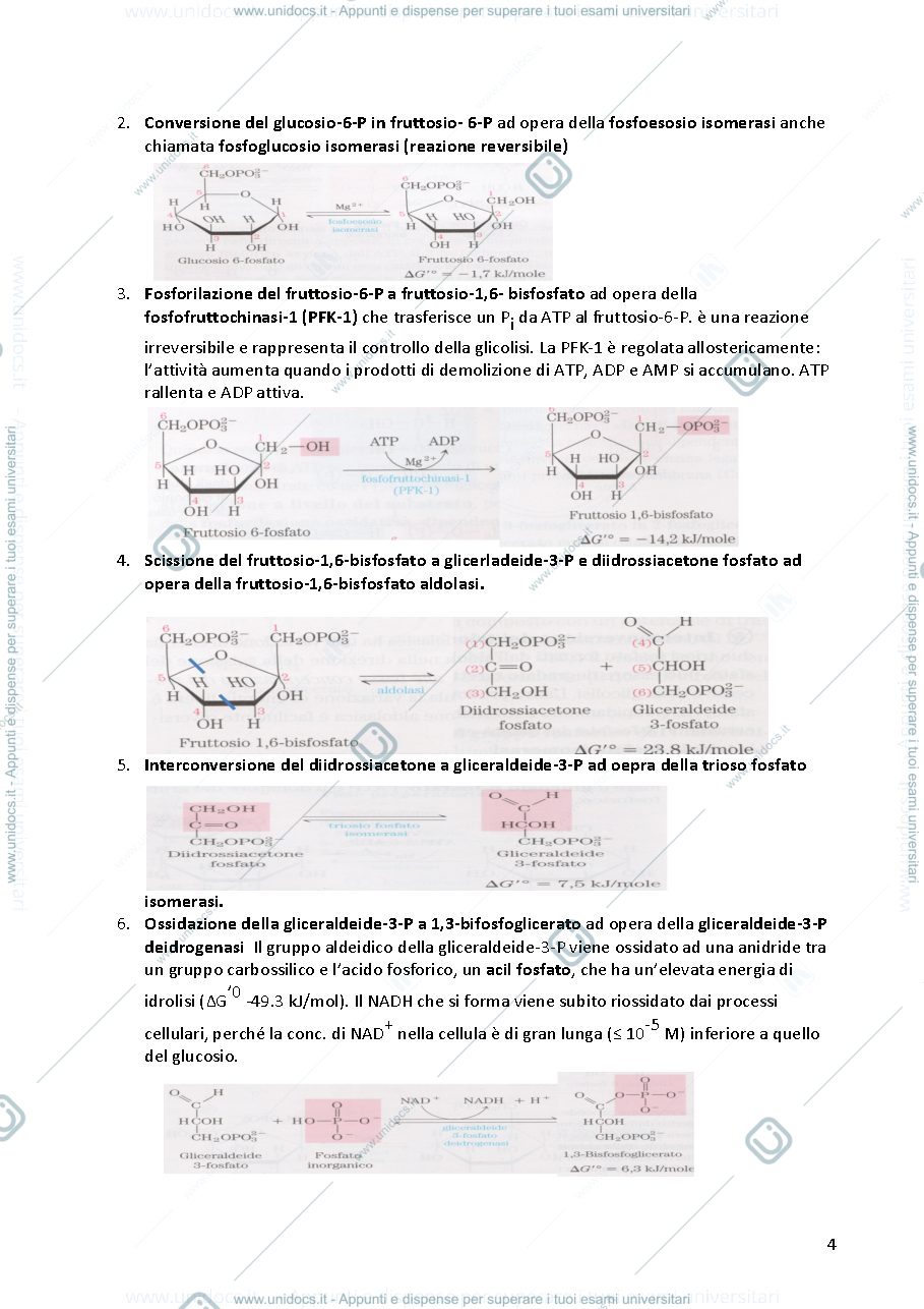Anteprima pagina 4 — biochimica 2 
