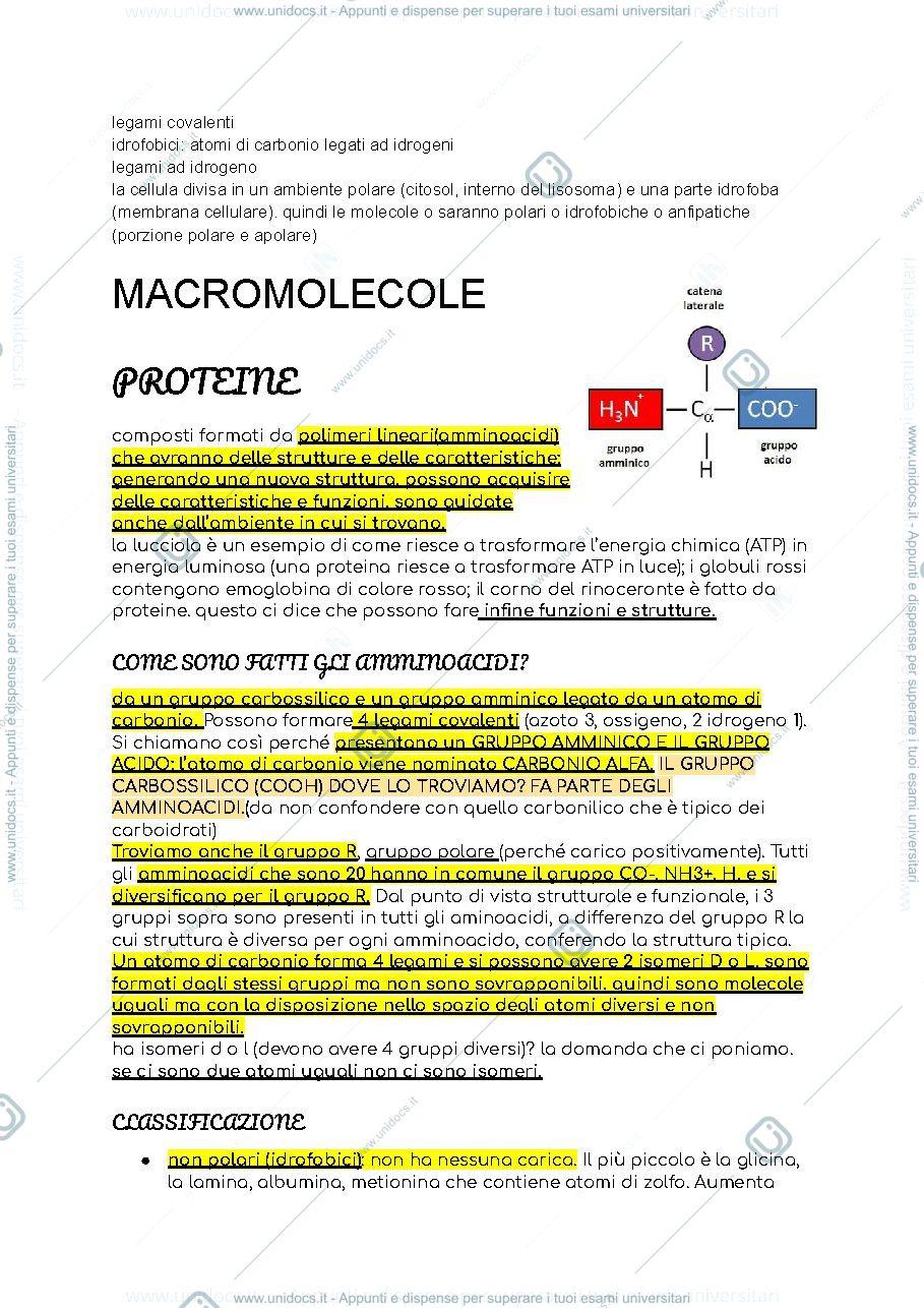 Anteprima pagina 1 — LE MACROMOLECOLE BIOLOGICHE