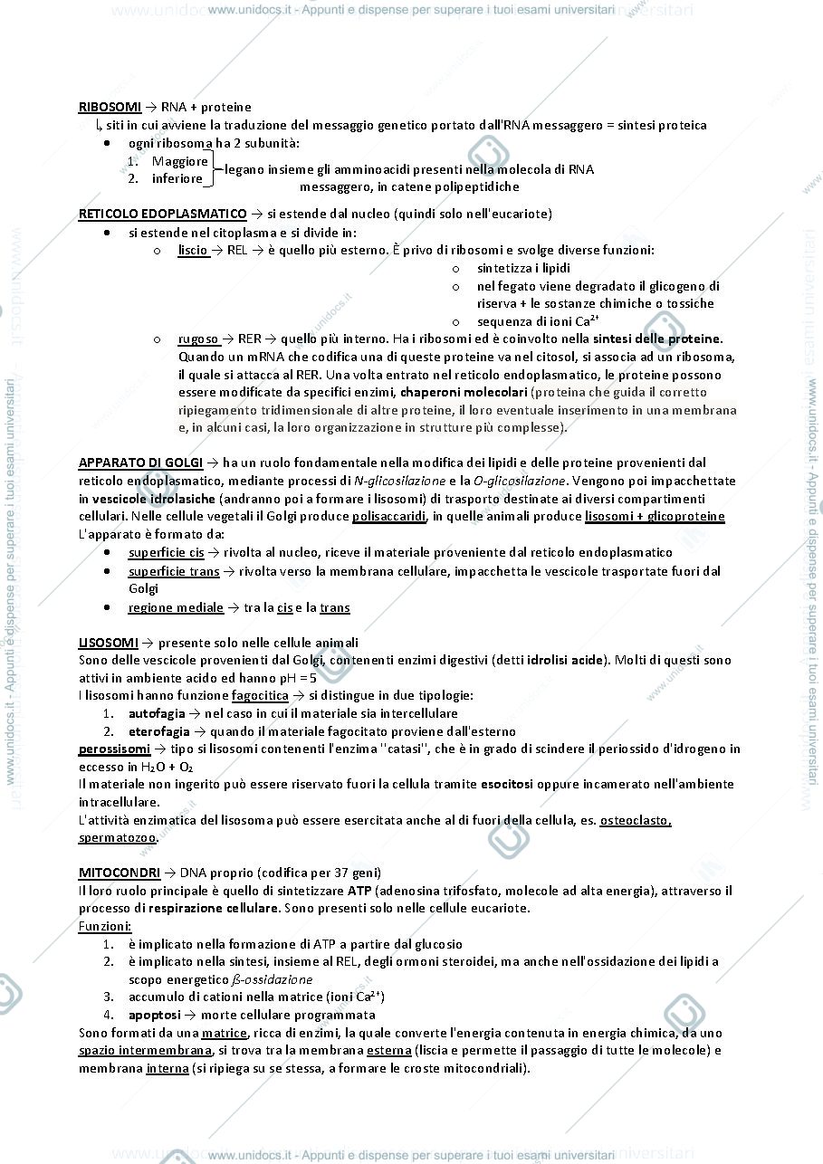 Anteprima pagina 1 — ribosomi