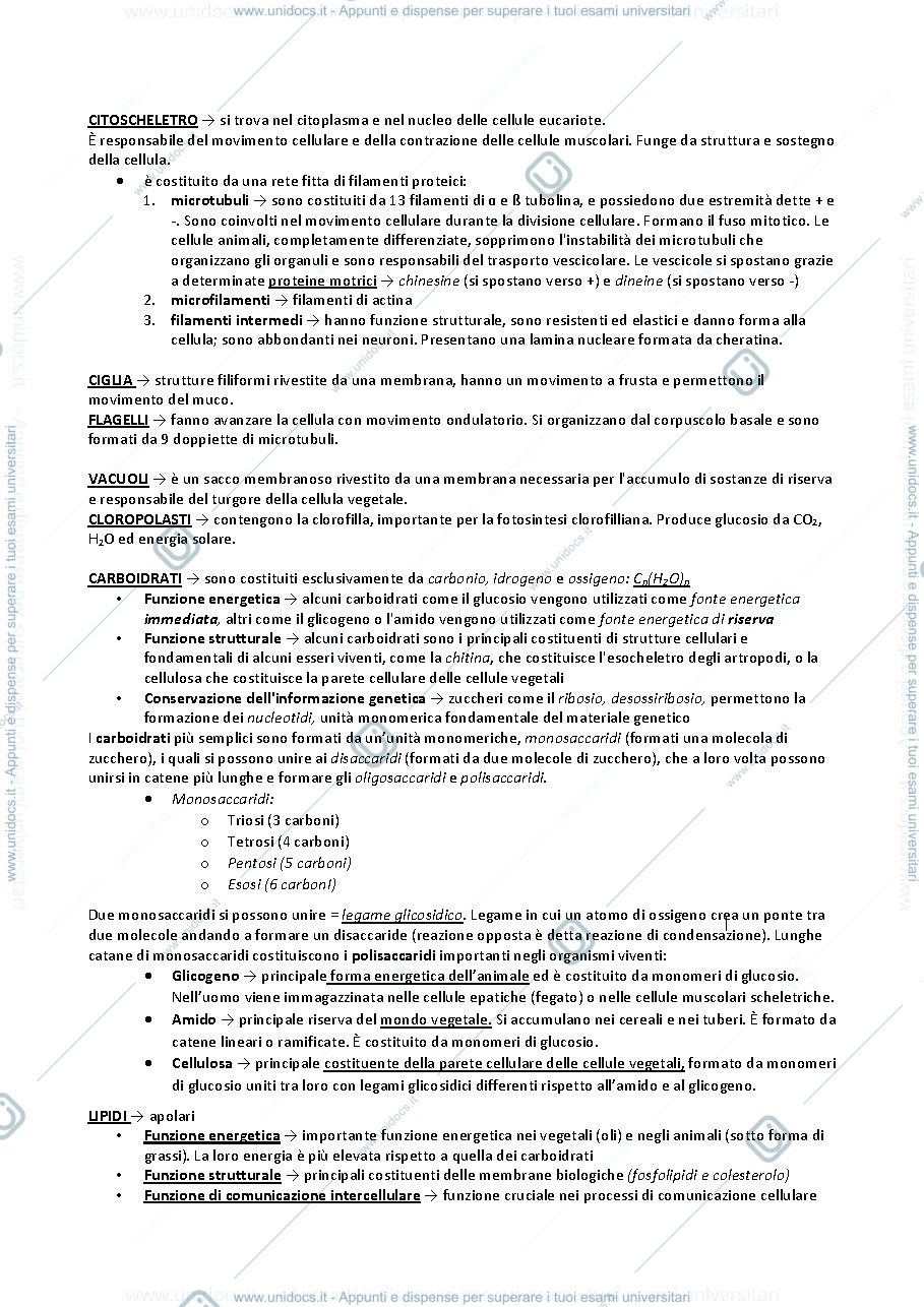Anteprima pagina 2 — ribosomi