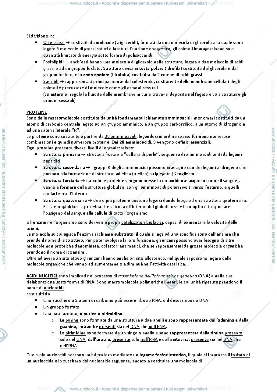 Anteprima pagina 3 — ribosomi