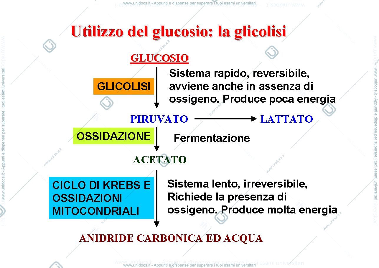 Anteprima pagina 1 — glicolisi