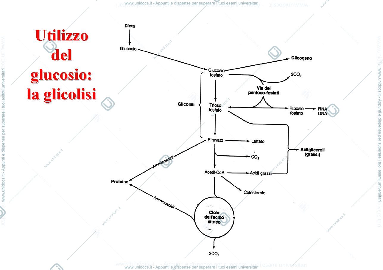 Anteprima pagina 2 — glicolisi