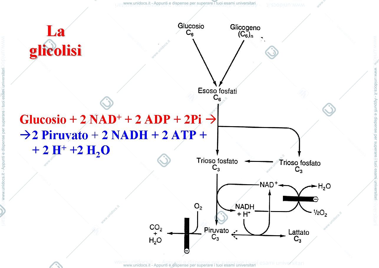 Anteprima pagina 3 — glicolisi