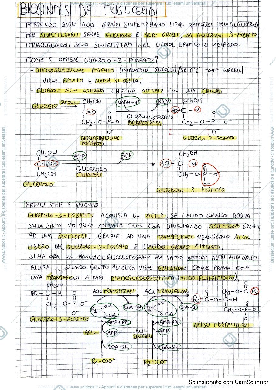 Anteprima pagina 1 — Biosintesi trigliceridi