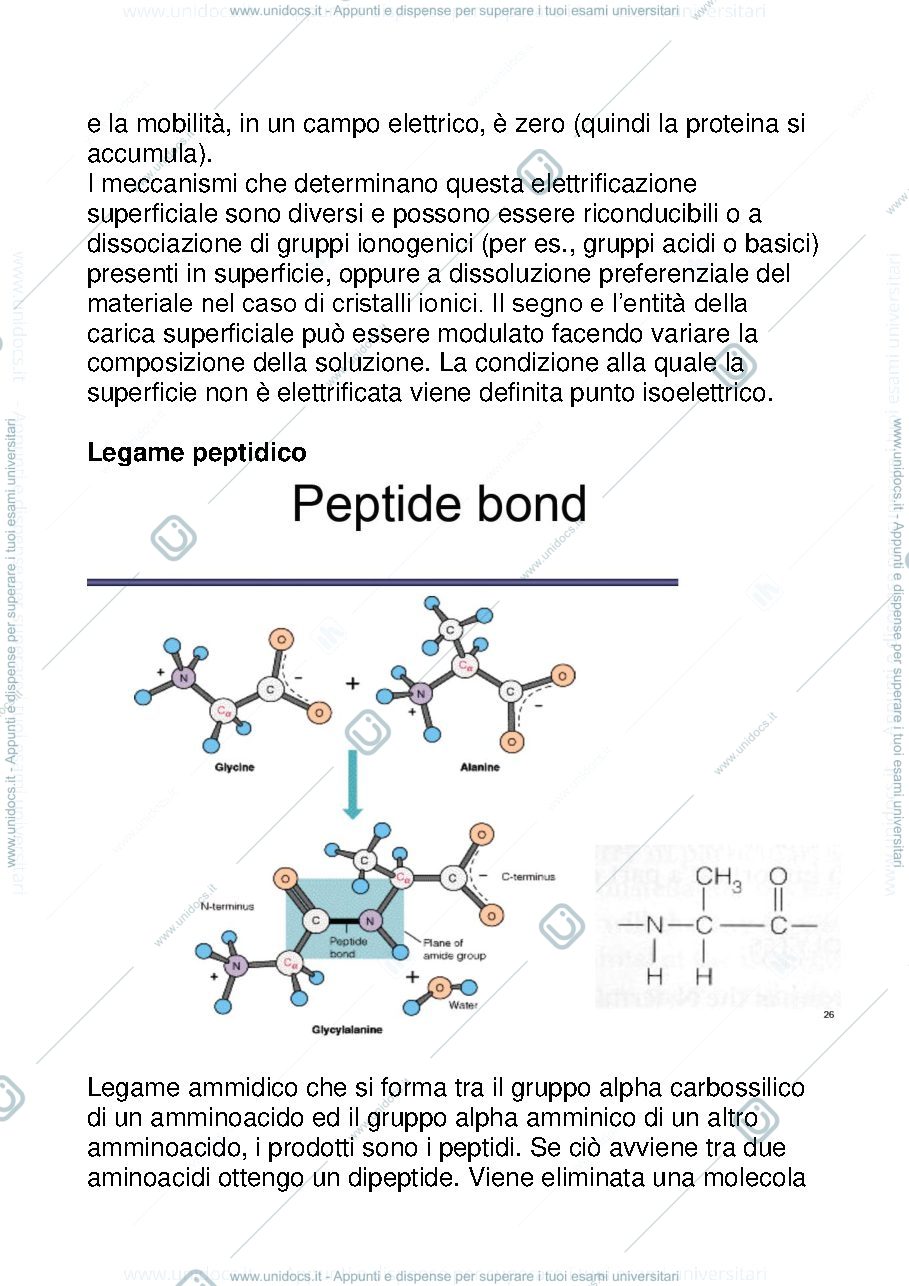 Anteprima pagina 4 — riasunto biochimica 1
