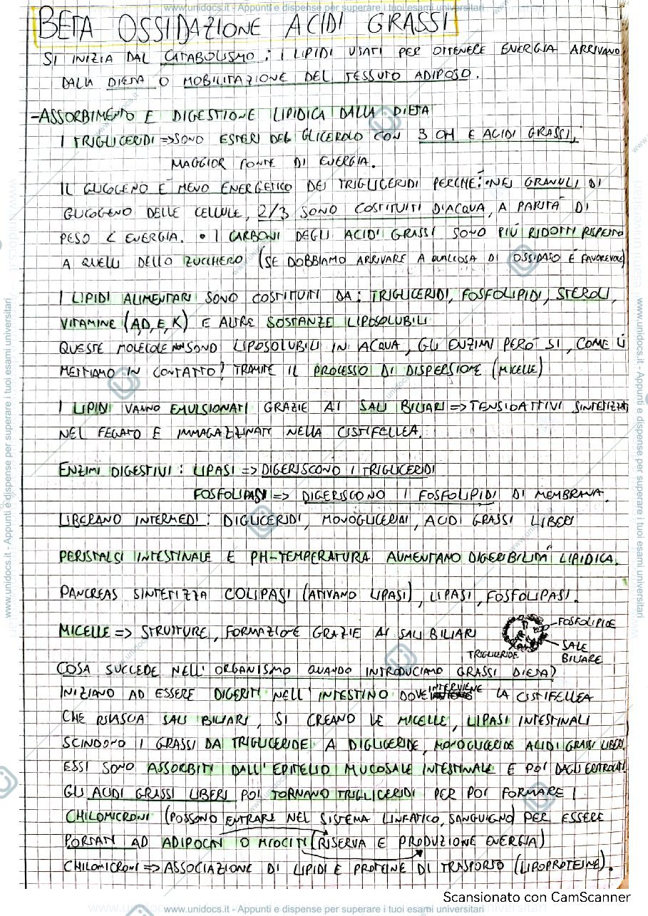 Anteprima pagina 1 — Beta ossidazione acidi grassi 