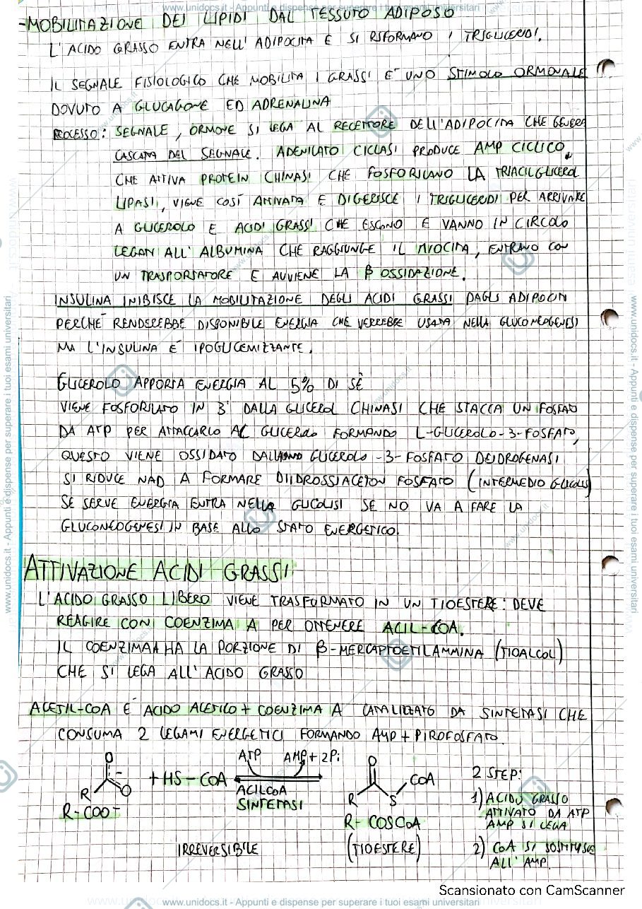 Anteprima pagina 2 — Beta ossidazione acidi grassi 